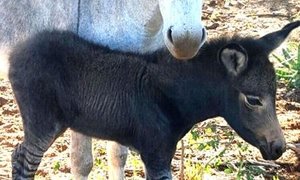 Wat kry jy as jy ‘n donkie met ‘n zebra kruis?